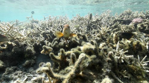Réunion, le corail sous influence