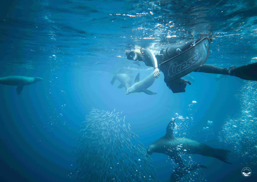 The blue Quest - Baja California